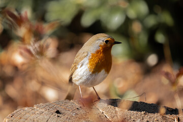 robin a cheeky bird