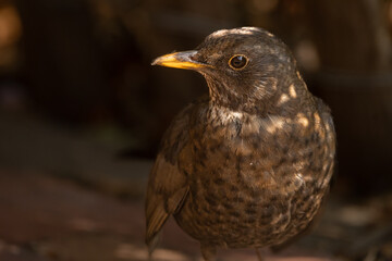 the female blackbird in the shade