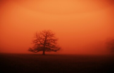 Vieux chêne dans le brouillard