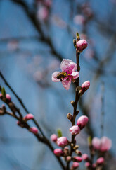 Flying honey bee collecting bee pollen from peach blossom. Bee collecting honey.