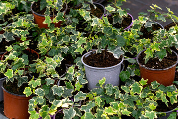Ornamental ivy seedlings on the shelves in the greenhouse.