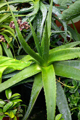 Aloe vera in a flower pot in a greenhouse. Home plants. medicinal flowers.
