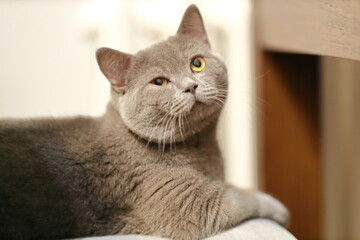 rasowe koty kotki i kocice 