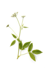 Blooming ground elder, Aegopodium podagraria isolated on white background