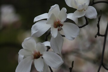 Fototapeta na wymiar Magnolia bloom in the Kyiv Botanical Garden