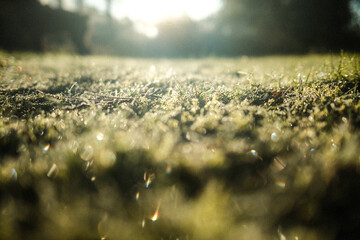 Grass in morning