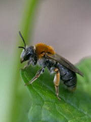 wild bee with orange neck yellow legs waiting on green leaf