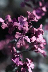 pink purple blossoms blue background