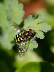 yellow black hoverfly on green leaf