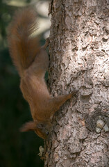 red squirrel foraging on tree
