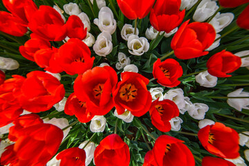 Colorful Tulips in Emirgan Park. Istanbul Tulip Festival. Istanbul, Turkey.