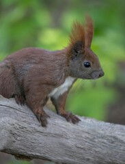 red squirrel on grey wood with green background