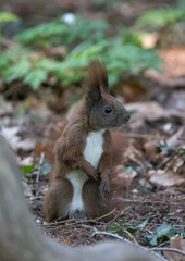 squirrel sitting on forest floor
