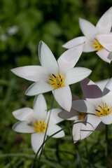 Fototapeta premium white exotic flowers