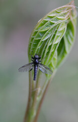 Black fly on green leaf