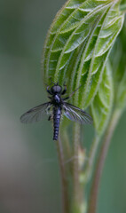 Black insect on green leaf