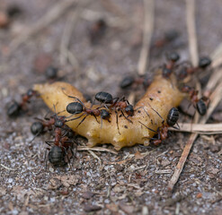 ants eating caterpillar on wood floor