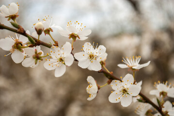 Closeup macro wallpaper of white blooming cherry plum blossom flowers. Cherry plum blossoms. Beautiful floral background of spring nature. Easter season. Soft selective focus
