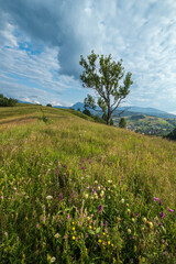 Carpathian mountain countryside summer meadows with beautiful wild flowers