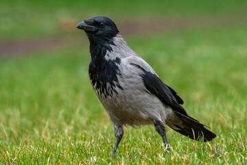 crow on the background