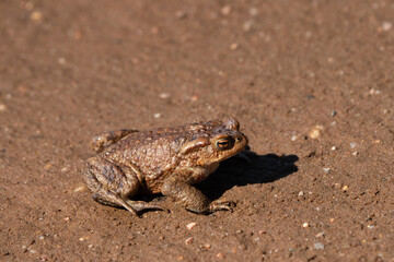frog on the ground
