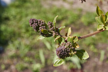 The flower buds of the lilacs (lat. Syringa vulgaris) are blossoming and the inflorescences will appear. Spring.