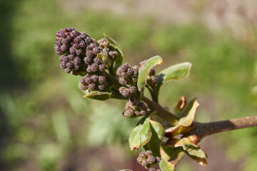 The flower buds of the lilacs (lat. Syringa vulgaris) are blossoming and the inflorescences will appear. Spring.