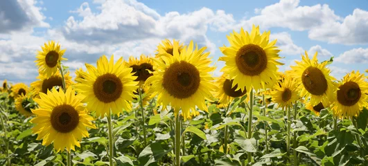 Gartenposter beautiful yellow sunflower blossoms, agricultural field, cloudy sky © SusaZoom