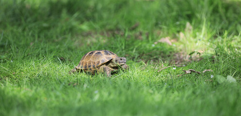 turtle on the grass outdoors