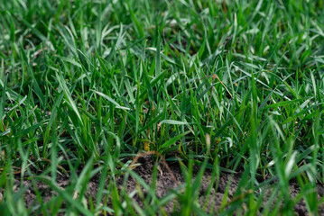 Green field as a background.