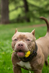 An American Bully dog with a dandelion flower in its mouth