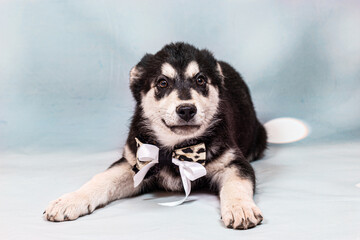 Portrait of a mongrel large puppy with a bow around its neck. Color black with light tan markings, shot on a blue background
