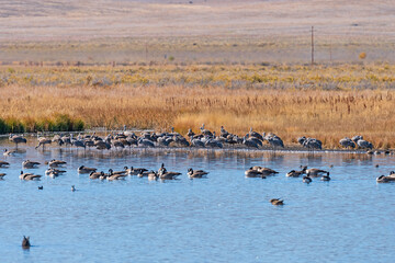 Sandhill Cranes at a Wetland Pond