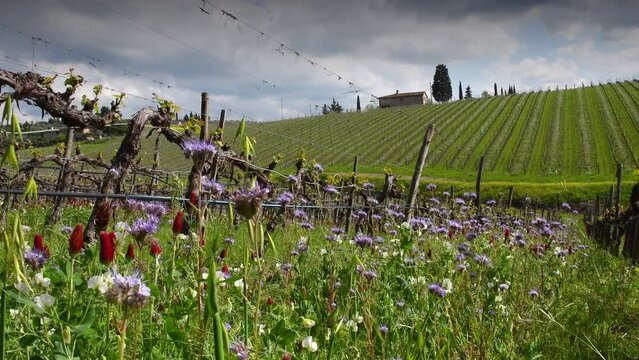 Flowers among the young rows of vineyards with the first shoots in spring. The flowers create an ecosystem that fights parasites in the vineyards in a natural way. Chianti Area, Tuscany. Timelapse.