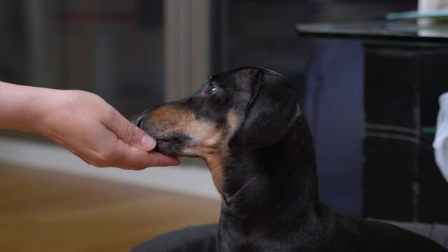 Portrait of funny dachshund puppy with white collar, who learns new tricks and receives treats from handler or owner as reward for correct elution of command, close up.