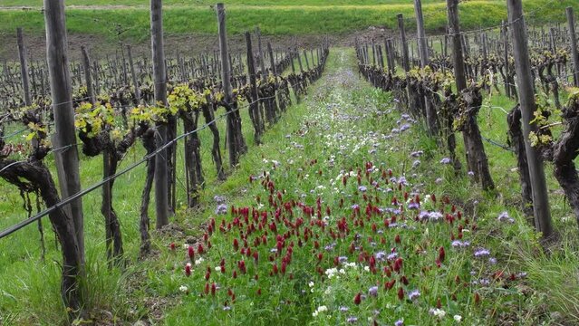 Red and purple flowers among the rows of young vineyards with the first shoots in spring. The flowers create an ecosystem that fights parasites in the vineyards in a natural way. Chianti Area, Tuscany