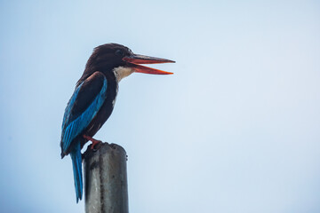 Sri lanka, White-breasted Kingfisher (Halcyon smyrnensis) on the beach