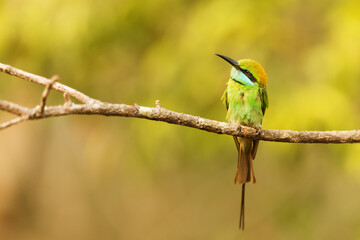 NP Wilpattu, NP Wilpattu, green bee-eater (Merops orientalis) (sometimes little green bee-eater)
