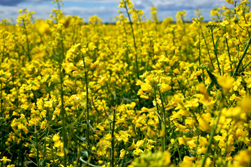 Field of rapeseed. Bloomed canola field. Yellow flowers 