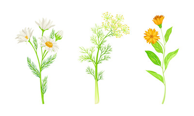 medicinal herbs set. Chamomile, caraway wildflowers, jerusalem artichoke treatment plants vector illustration