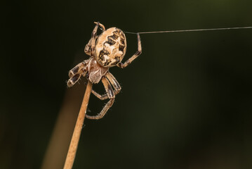 spider on a dry grass stalk