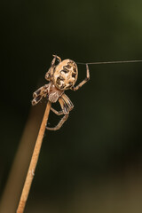 tick season, sheep tick (Ixodes ricinus)  on the grass