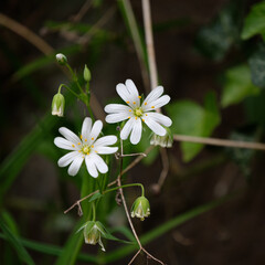 Cerastium alpinum, commonly called alpine mouse-ear or alpine chickweed