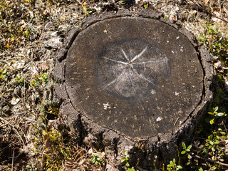 Old fir stump remain after logging. Sunny spring day.