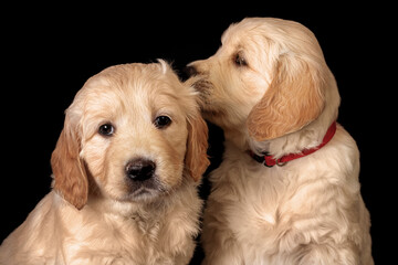 Two cute golden retriever puppies on the black background in studio. 
