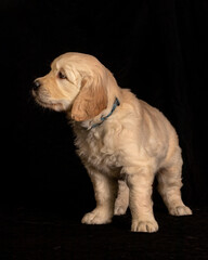 Cute small golden retriever puppy on the black background. Animal studio portrait.