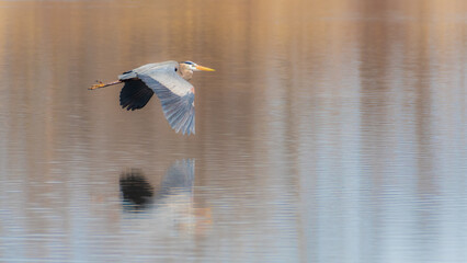 One Great Blue Heron bird flying over water with its reflection