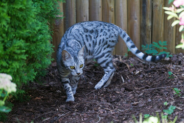 Silberne Bengal Katze im Garten