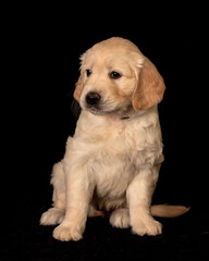 Cute small golden retriever puppy on the black background. Animal studio portrait.