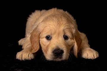 Cute small golden retriever puppy on the black background. Animal studio portrait.